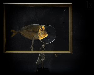 Magnified Fish Study by Brig Barkow