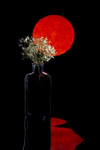 Red Sun Floral Reflection by Brig Barkow