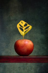 Warm Apple Leaf Still Life by Brig Barkow