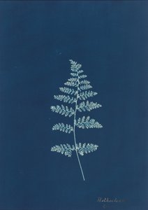 Hothocleana, c. 1850s by British Photographer