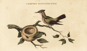 Antillean crested hummingbird, Orthorhyncus cristatus by British School