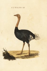 Common ostrich, Struthio camelus