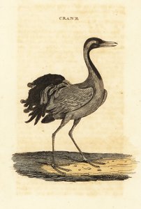 Demoiselle Crane