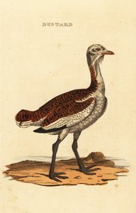 Great bustard, Otis tarda
