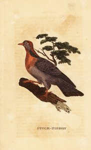 Stock Dove, Columba Oenas