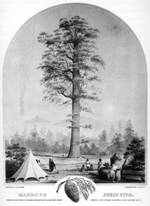 A tall tree, California, USA