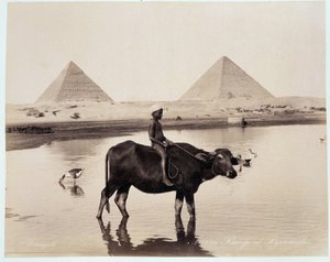 A child and an ox in a body of water at the foot of the pyramids of Chephren and Cheops at Giza - photograph by the Zangaki brothers, late 19th century