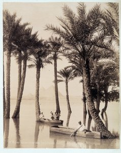 A Palm Grove at the Foot of the Pyramids of Egypt - photograph by the Zangali brothers, late 19th century