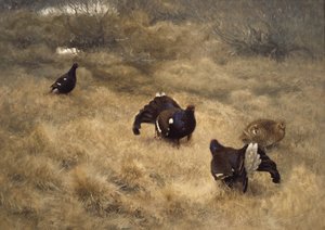 Black Grouse Mating Game in the Moss by Bruno Andreas Liljefors