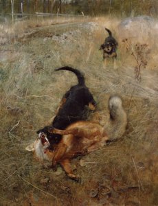 Hounds and Fox