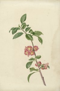 Blooming Branch of Japanese Cherry by C.J. Kruimel
