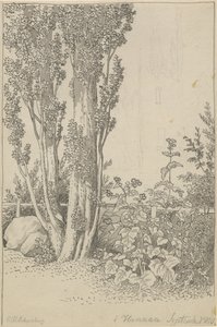 Poplars and Wild Plants at Hannau