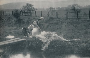 Sheep Shearing by C. Reid