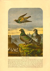 The Pigeon