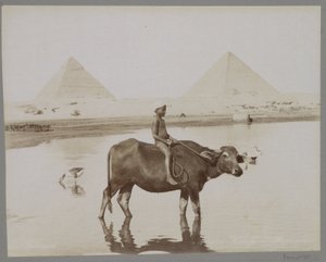 Boy on a Buffalo with Two Pyramids in the Background in Egypt by C. and G. Zangaki