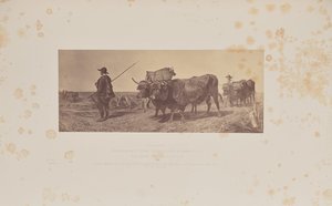 Returning from Labour by Caldesi and Montecchi