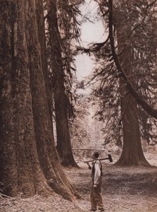 Douglas Fir trees, British Columbia, Canada