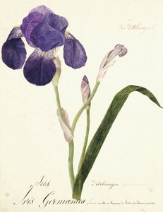 German Iris; Iris Germanica by Capitaine Pelletier