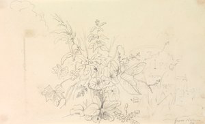 Sketch of Plants and a Milestone from Nature, 3 June 1826 by Capt. Thomas Hastings