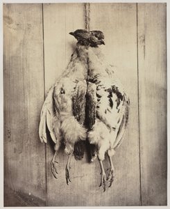 Partridges (recto), L.D. Campbell