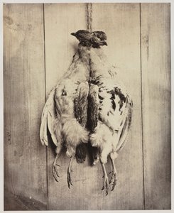 Partridges (recto) by Captain N. Baily