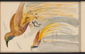 Great Bird of Paradise by Carel Adolph Lion Cachet