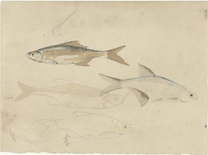 Four Barbel Fish