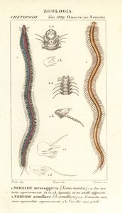 Bar-toothed nereid and nereid