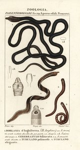 Bootlace Worm, Lineus longissimus 1, Borlasia angliae 1, Proboscis Worm, Cerebratulus bilineatus 2, Cerebratulus bilineatus 2, Ribbon Worm, Tubulanus polimorphus 3, Tubulanus elegans 4 by Carini Carini