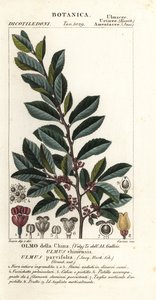 Chinese Elm or Lacebark Elm, Ulmus parvifolia, Ulmus chinensis, Olmo della China by Carini Carini