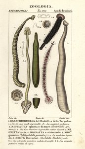 Fish leech and freshwater leeches: Branchiobdellida, Pontobdella spinosa, Whitmania laevis, Hirudo vittata, Piscicola geometra, Ichthyobdella geometra, Geobdella trochetii