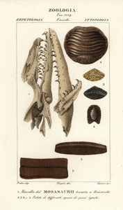 Fossil Skull of an Extinct Mososaurus Found at Maastricht 1, and Palates of Extinct Fish 2-5