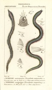 Leodice antennata and Eunice sanguinea by Carini Carini
