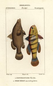 Nile perch and sleeper fish or gudgeon by Carini Carini