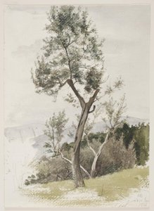 Trees on a Mountain Slope by Carl Bloch