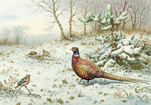 Cock Pheasant and Chaffinch by Carl Donner