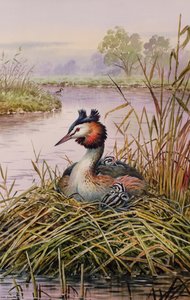 Great-Crested Grebes by Carl Donner