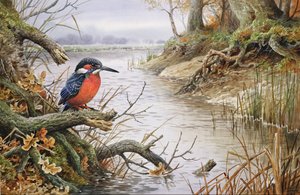 Kingfisher