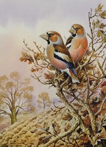 Pair of Chaffinches