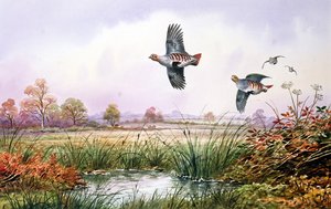 Partridge in Flight by Carl Donner