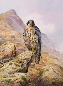 Peregrine Falcon by Carl Donner