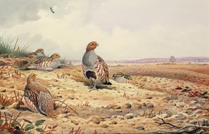 Red-Legged Partridge