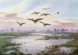 White-Fronted Geese Alighting by Carl Donner