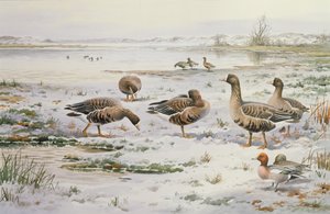 White Fronted Geese