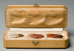 Set of Three Fish in Original Box, c.1890