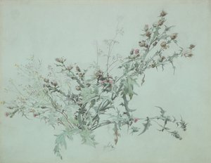 Study of a Flowering Thistle by Carl Georg Anton Graeb