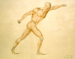 Anatomical Musculature of a Man in Full Stretch by Carl Haag