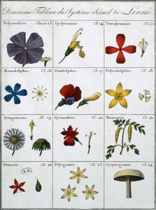 Second Table of the Linnean Plant Sexual System by Carl Linnaeus