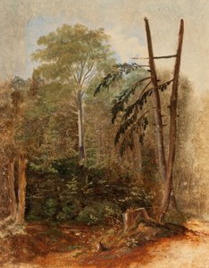 Study of a Forest Landscape