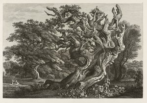 Fantastic Large Oak Tree with a Stork